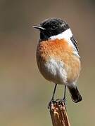 European Stonechat