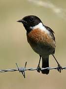 European Stonechat