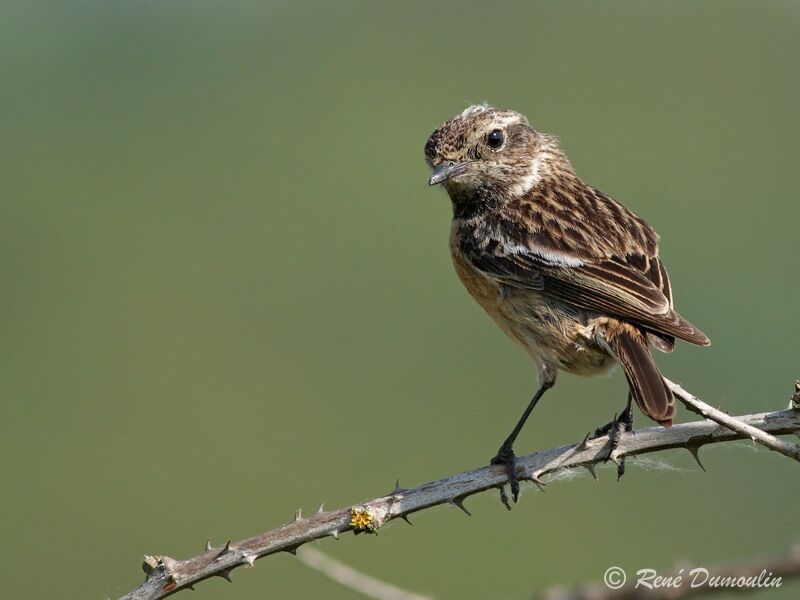 European Stonechat female adult, identification