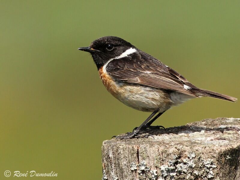 European Stonechat male adult breeding, identification