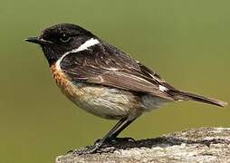 European Stonechat