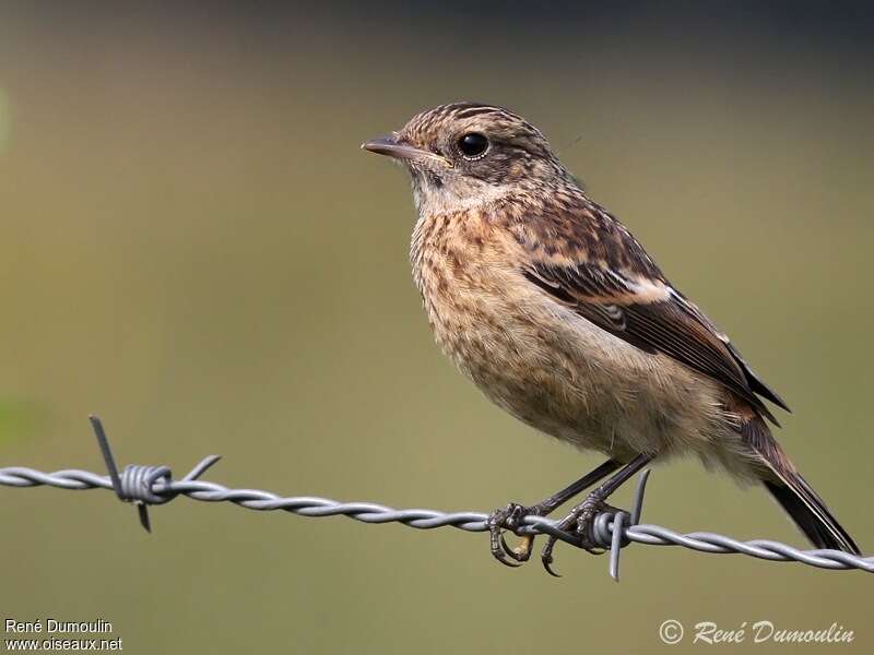 European Stonechatjuvenile, identification