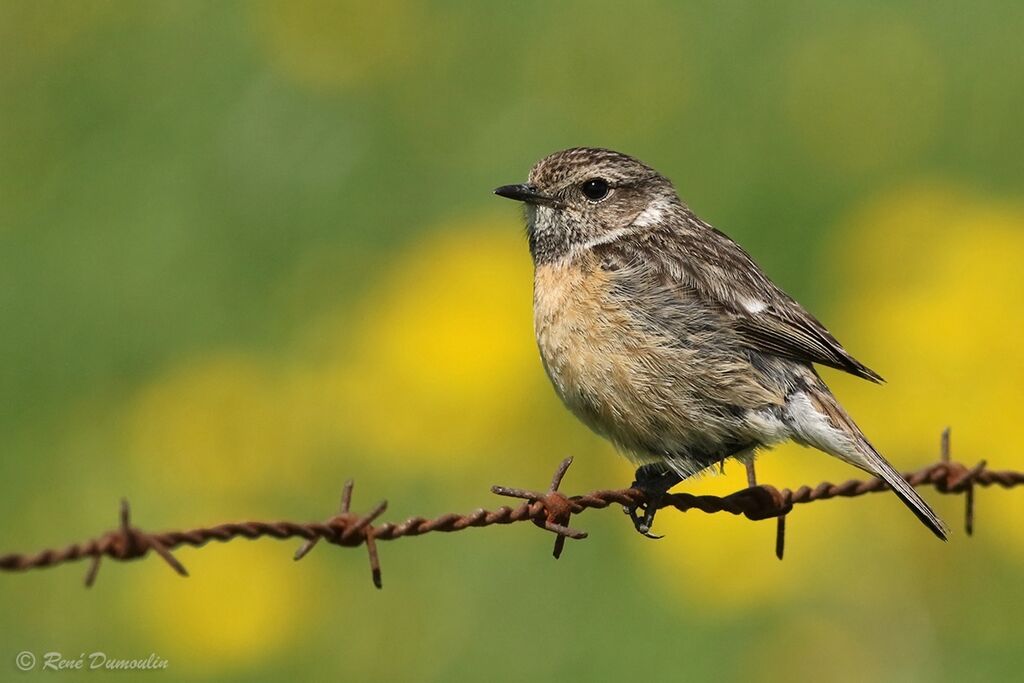 European Stonechat female adult breeding, identification