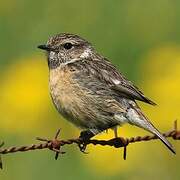 European Stonechat