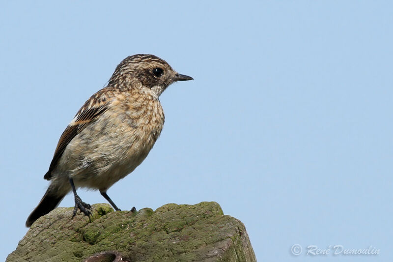 Tarier pâtrejuvénile, identification