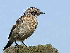 European Stonechat