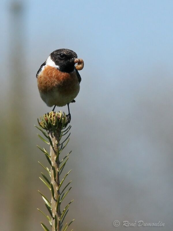 European Stonechat male adult breeding, feeding habits