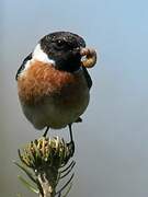 European Stonechat