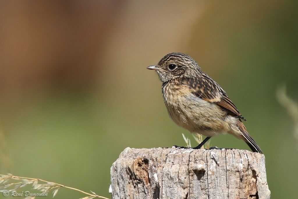 Tarier pâtrejuvénile, identification