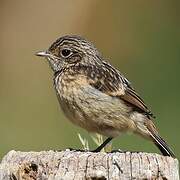 European Stonechat