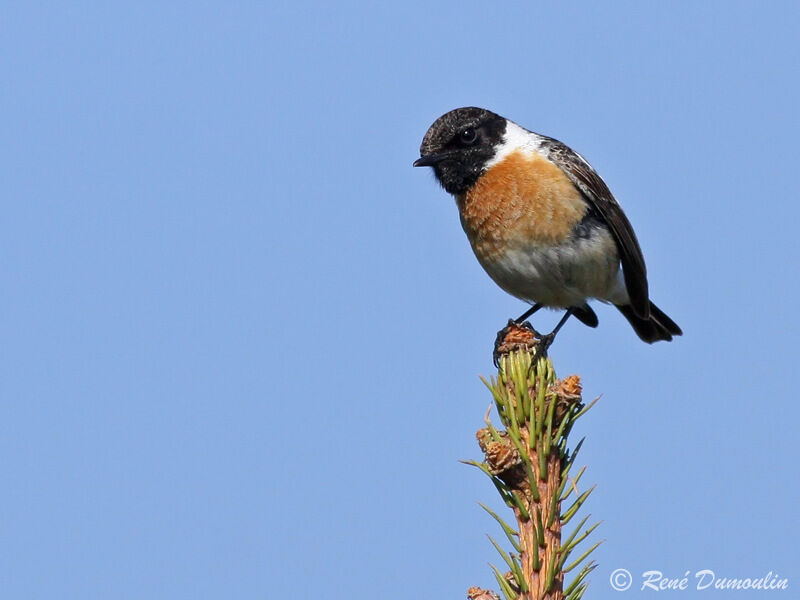 European Stonechat male adult breeding, identification