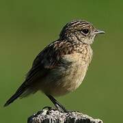 European Stonechat