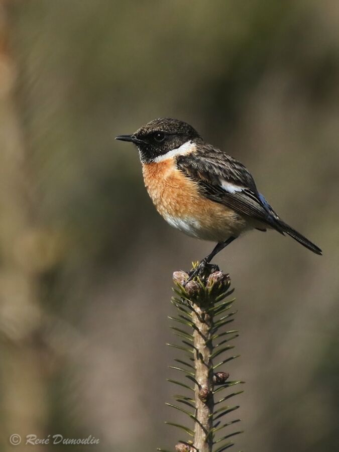 European Stonechat male adult breeding, identification