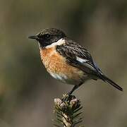 European Stonechat