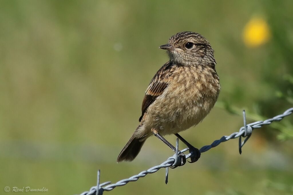 European Stonechatjuvenile, identification