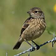 European Stonechat