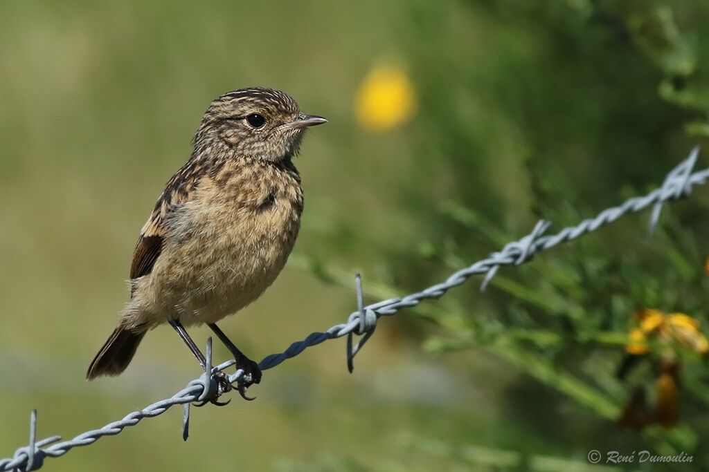 Tarier pâtrejuvénile, identification