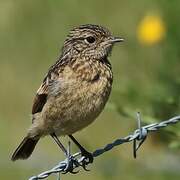 European Stonechat