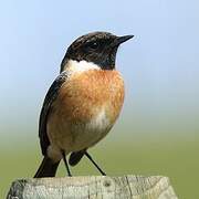 European Stonechat