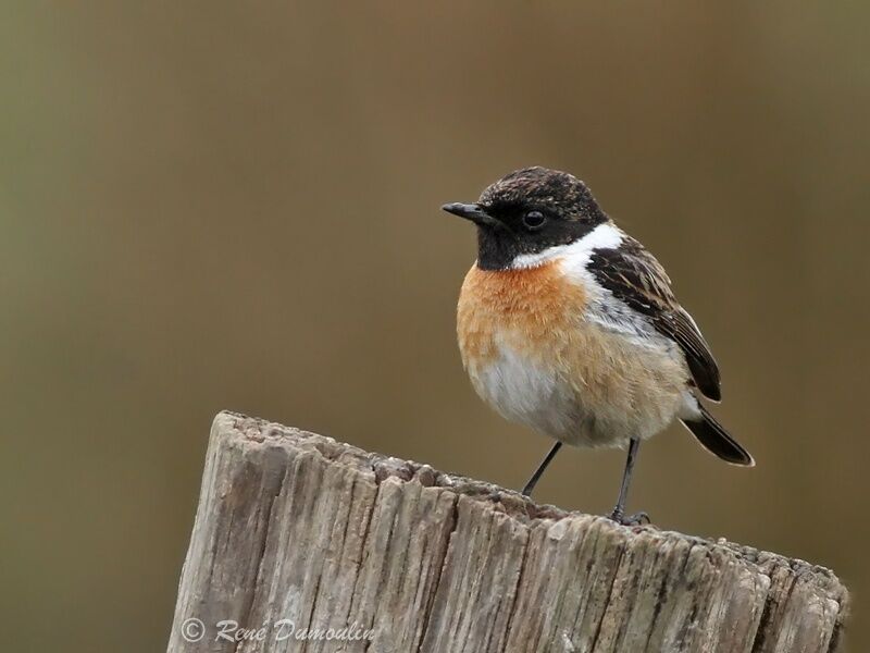 European Stonechat male adult breeding, identification