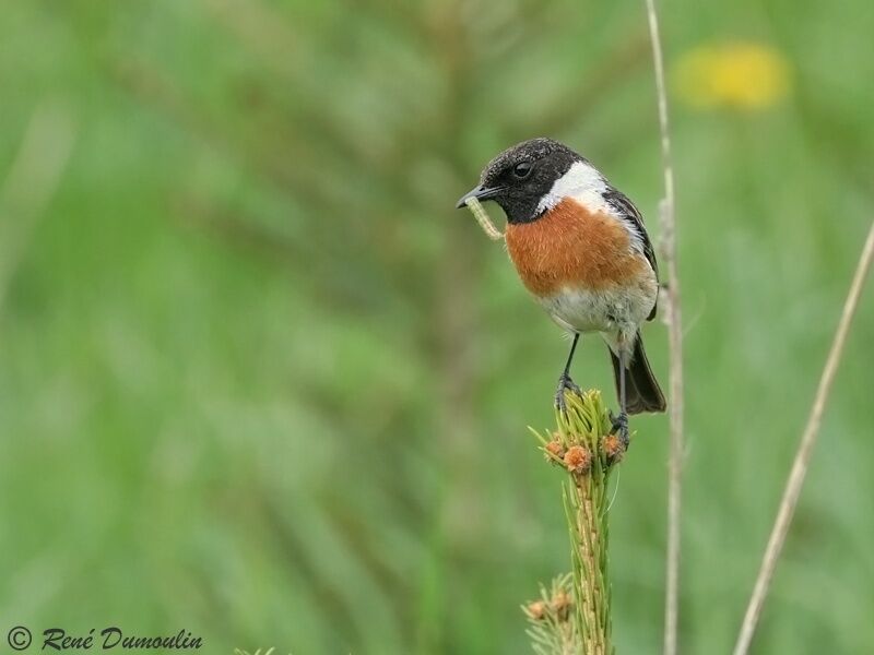 European Stonechat male adult