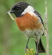 European Stonechat