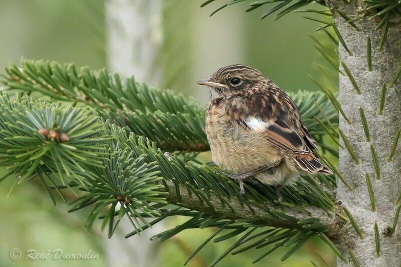 Tarier pâtrejuvénile, identification