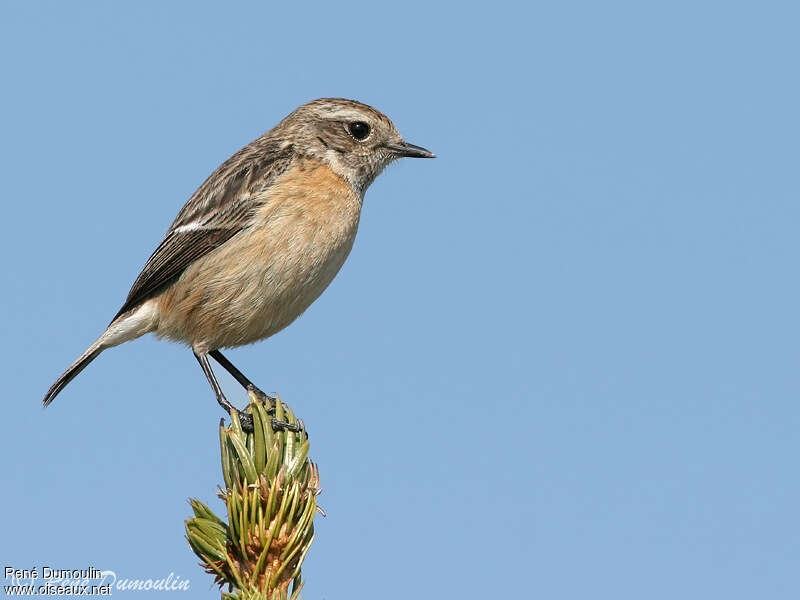 European Stonechat female adult breeding, identification