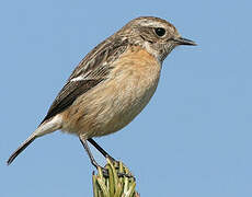 European Stonechat