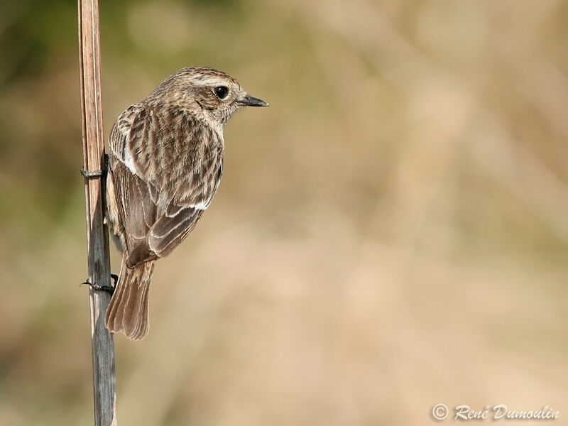 European Stonechat female adult, identification