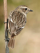 European Stonechat