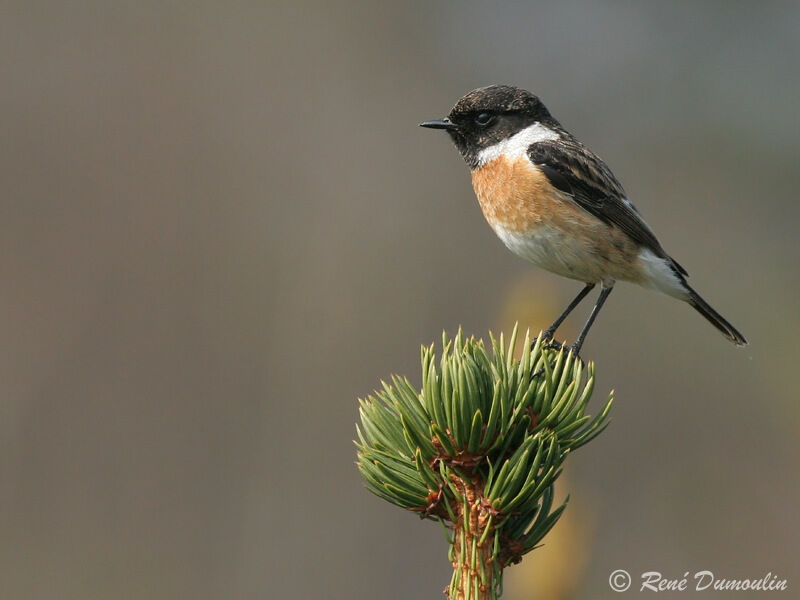 European Stonechat male adult, identification