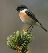 European Stonechat