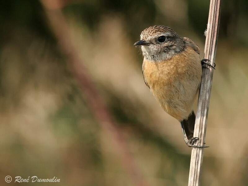 European Stonechat female adult, identification