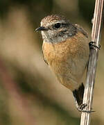 European Stonechat