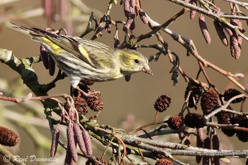 Eurasian Siskin female, identification, feeding habits