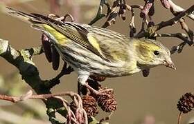 Eurasian Siskin