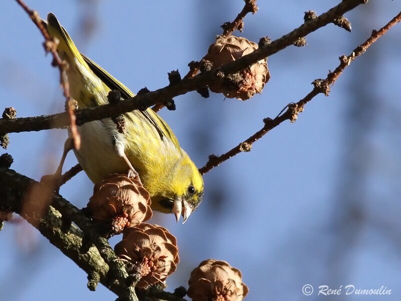 Eurasian Siskin male adult, identification, feeding habits