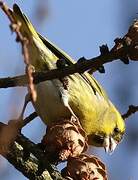 Eurasian Siskin