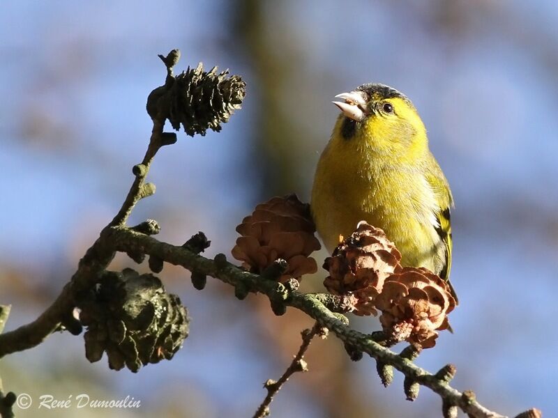 Eurasian Siskin male adult, identification, feeding habits