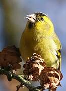 Eurasian Siskin