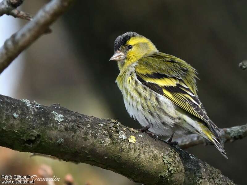 Eurasian Siskin male adult, identification