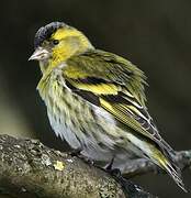 Eurasian Siskin