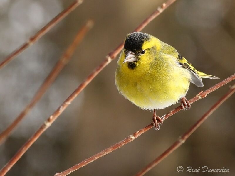 Eurasian Siskin male adult, identification