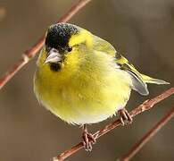 Eurasian Siskin