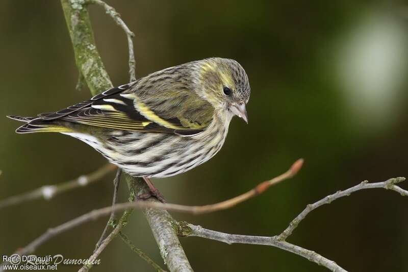 Tarin des aulnes femelle adulte, identification