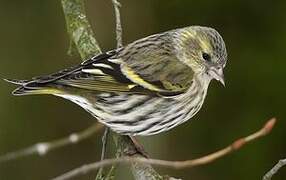 Eurasian Siskin