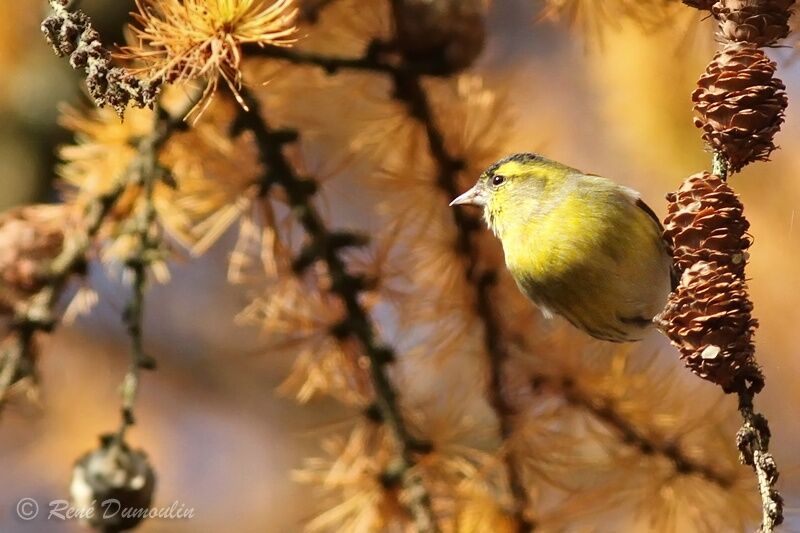 Eurasian Siskin male, identification