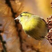 Eurasian Siskin