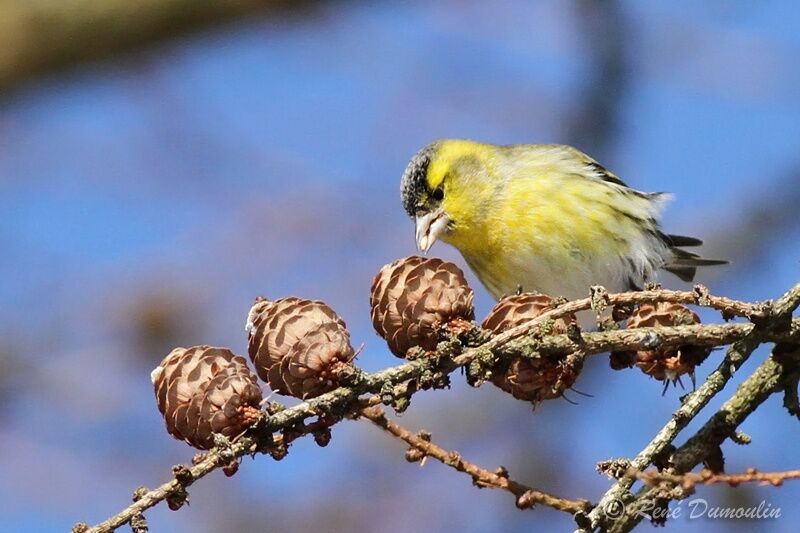 Eurasian Siskin male adult, identification